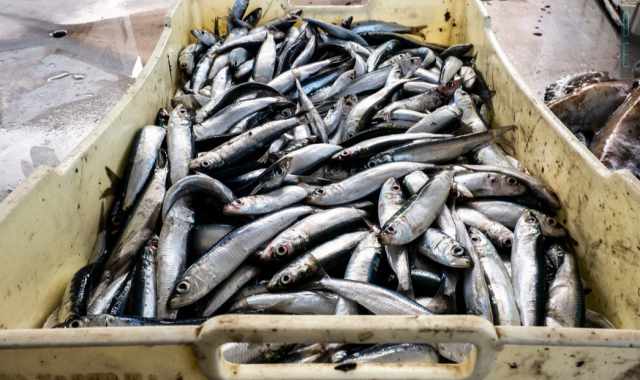 Da "oro del mare" a prodotto di poco valore: il pesce azzurro non lo vuole pi� nessuno